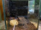 Fish Tank