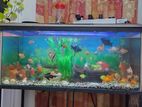 Fish Tank