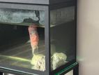 Flower Horn Fish