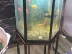 Fish Tank with Steel Stand
