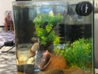 Fish Tank