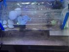 Fish Tank
