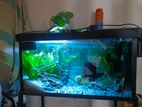 Fish Tank