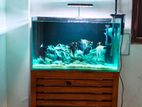Fish Tank