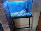 fish tank