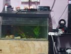 Fish Tank