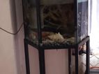 Fish Tank