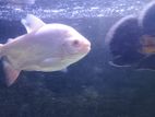 Fishes with Fish Tank