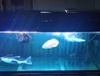 Fish Tank with