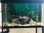 Fish Tank with Fishes