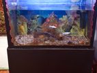 Fish Tank