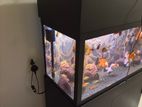 Fish Tank