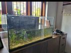 Fish tank