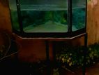 Fish Tank Full Set