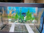 Fish Tank