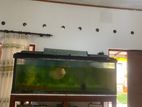 Fishtank Set with Fishes