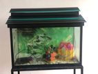 Fish Tank