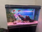 Fish Tank Full Set