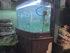 Fish Tank with Fishes