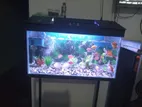 Fish Tank