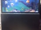Fish Tank