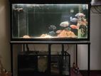 Fish Tank Full Set