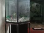 Fish Tank