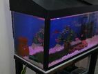 Fish Tank Set