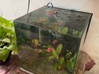 Fish Tank