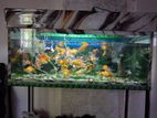 Fish Tank