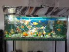 Fish Tank
