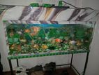 Fish Tank