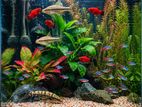 Fish Tank