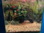 Fish Tank