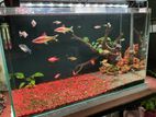 Fish Tank
