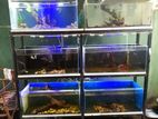 Fish Tank