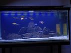 Fish Tank