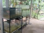 Fish Tank