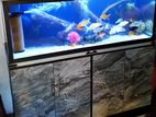 fish tank