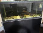 Fish Tank