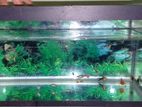 Fish Tank with Guppy