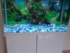 Fish Tank with Full Setup