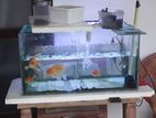 Fish Tank