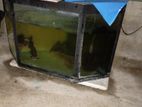 Fish Tank