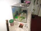 Fish Tank