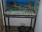 Fish Tank
