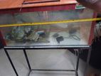 Fish Tank