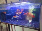 Fish Tank