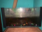 Fish Tank