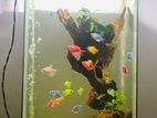 Fish Tank with Accessories